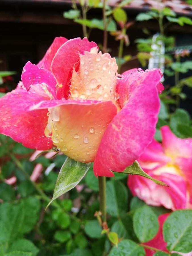 Antica Casa Ortensia ริวาเดลการ์ดา ภายนอก รูปภาพ